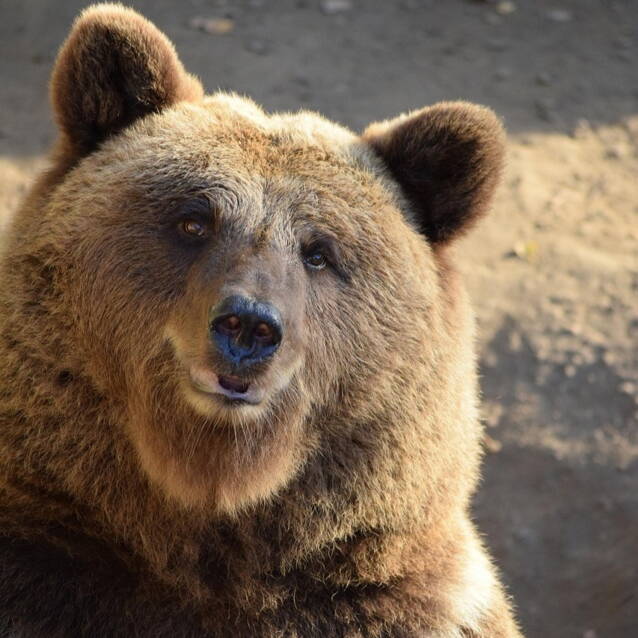 bear-2138184_1280_-_kopie.jpg